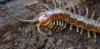 Lithobius variegatus